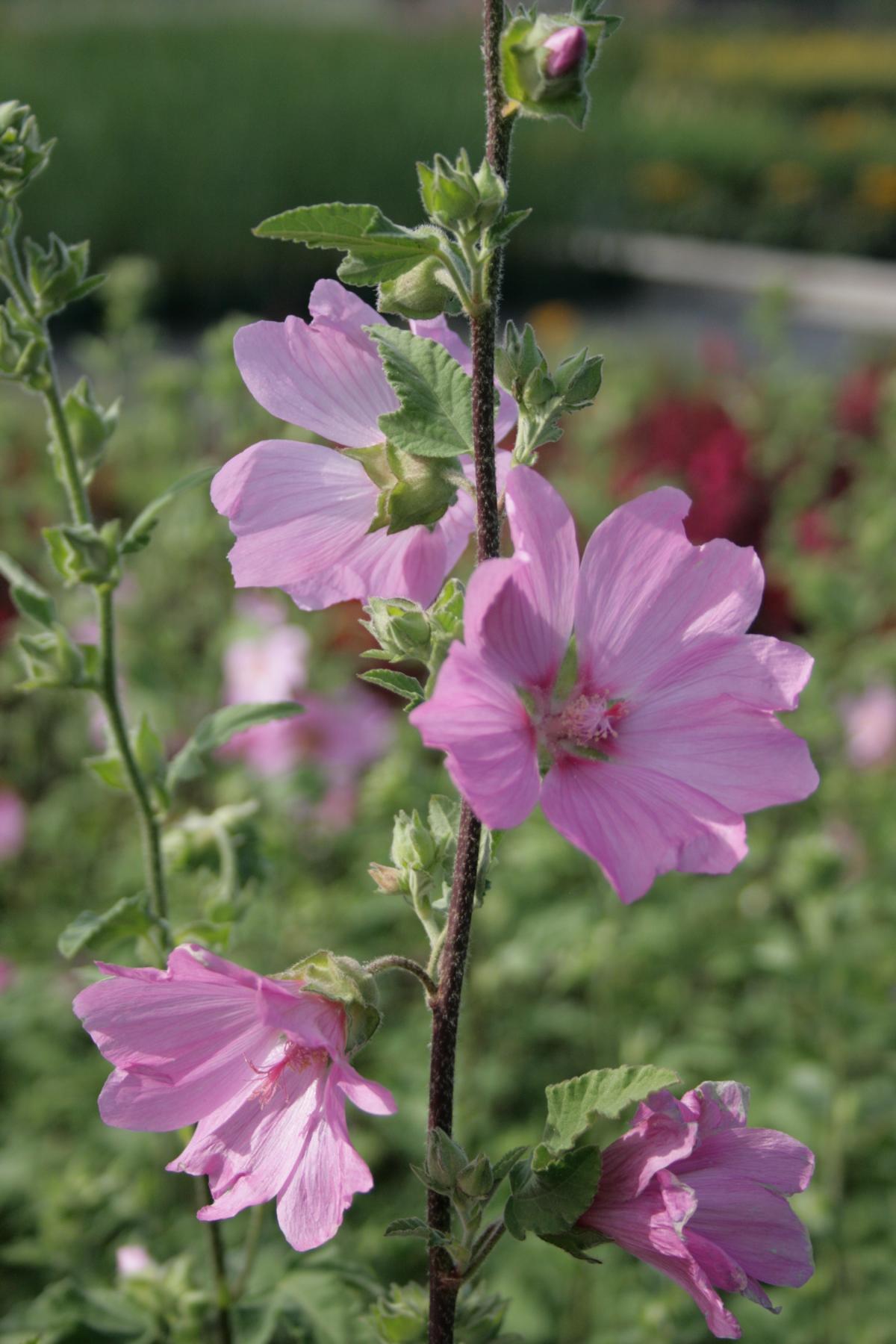 GartenBuschMalve Barnsley kaufen Garten von Ehren