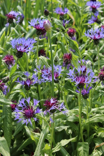 Berg Flockenblume Kaufen Garten Von Ehren Qualitat Seit 1865