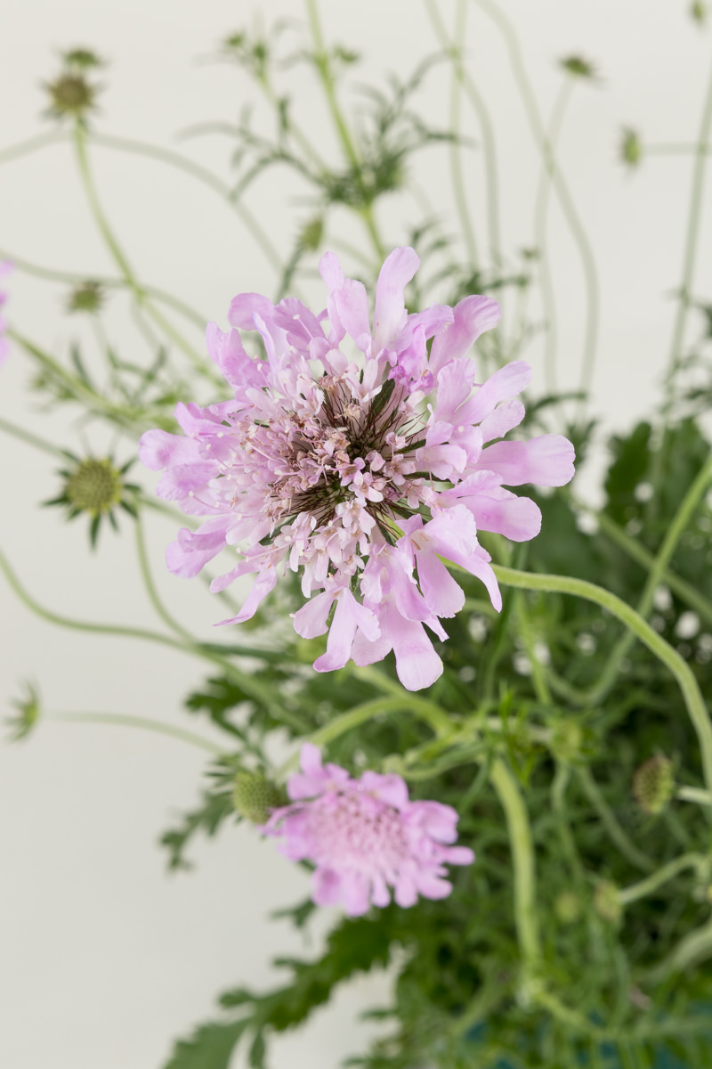 GartenTaubenSkabiose Pink Mist kaufen Garten von Ehren