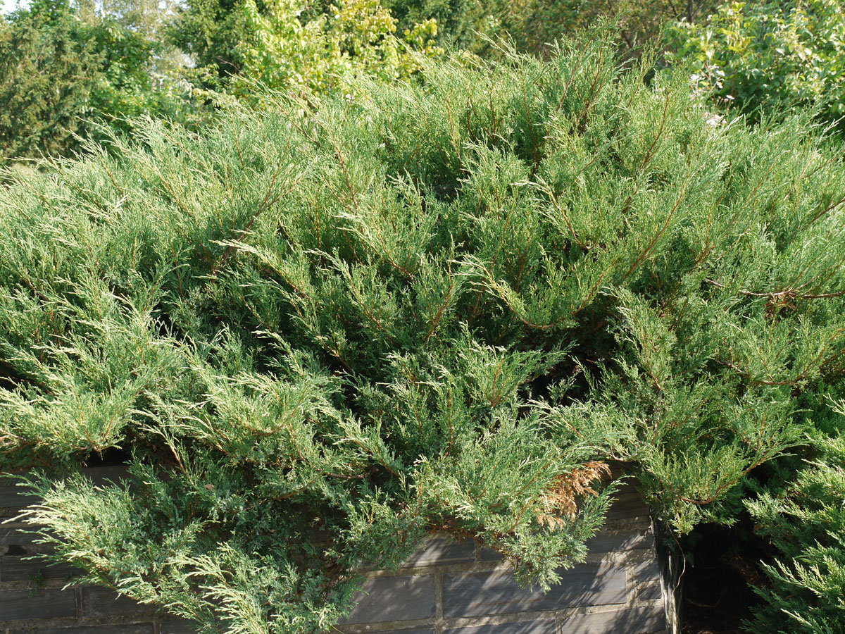 Juniperus Sabina Tamariscifolia