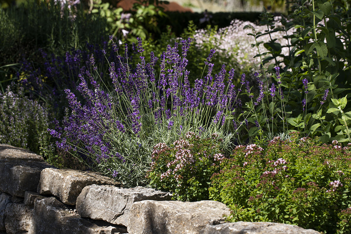 Lavendel Pflegen Schneiden Und Verwendung Garten Von Ehren