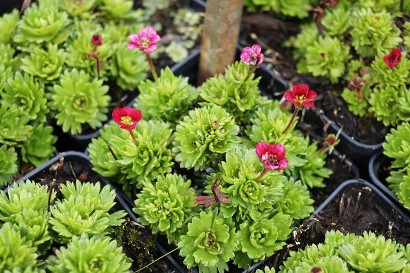 GartenMoosSteinbrech kaufen Garten von Ehren Qualität