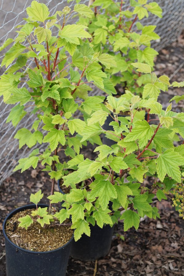 Rote Johannisbeere Baum