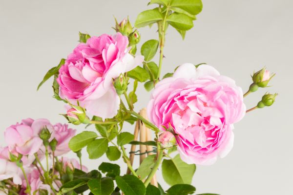 Rose Jasmina Kaufen Garten Von Ehren Qualitat Seit 1865 Garten