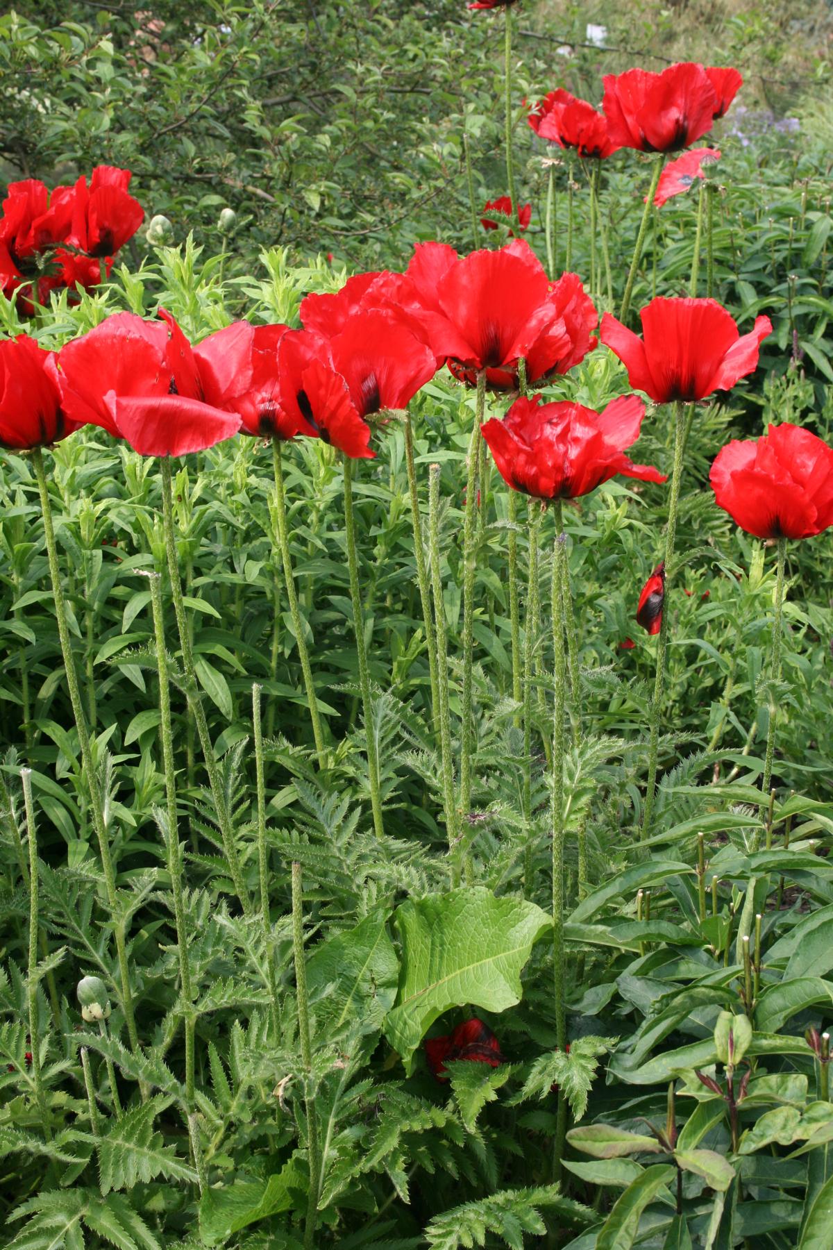 Orientalischer GartenMohn Beauty of Livermere kaufen