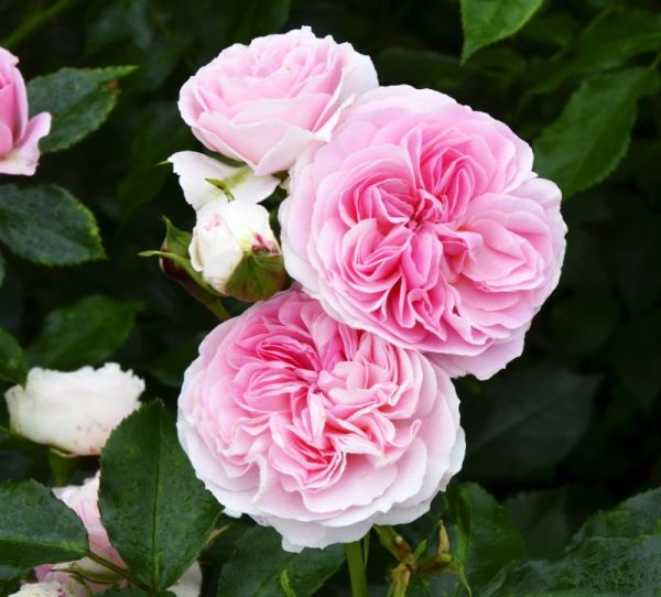 Rose Larissa Kaufen Garten Von Ehren Qualitat Seit 1865