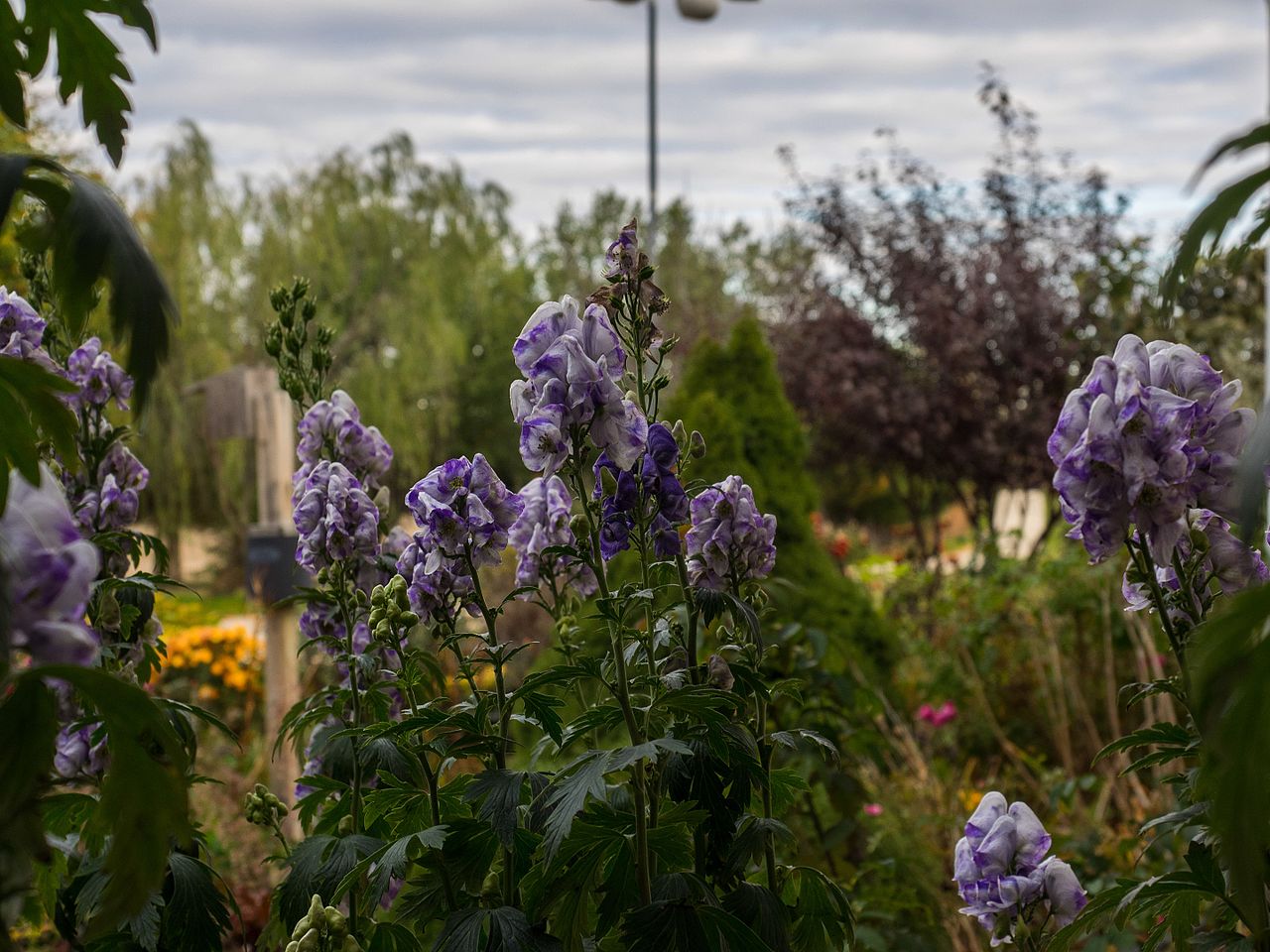 Garten Eisenhut kaufen Garten von Ehren Qualität seit