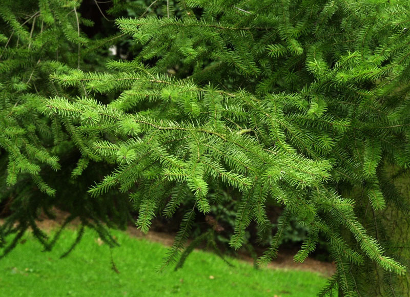 douglasie im garten