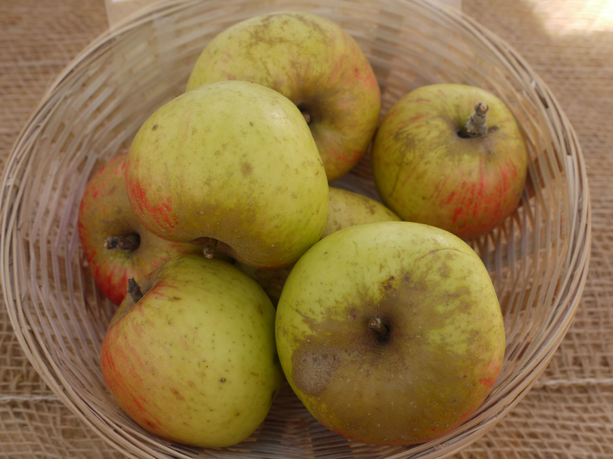 Apfel Harberts Renette kaufen - Garten von Ehren Qualität ...