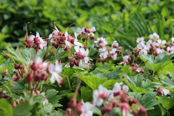 Garten Storchschnabel Kaufen Garten Von Ehren Qualitat Seit 1865