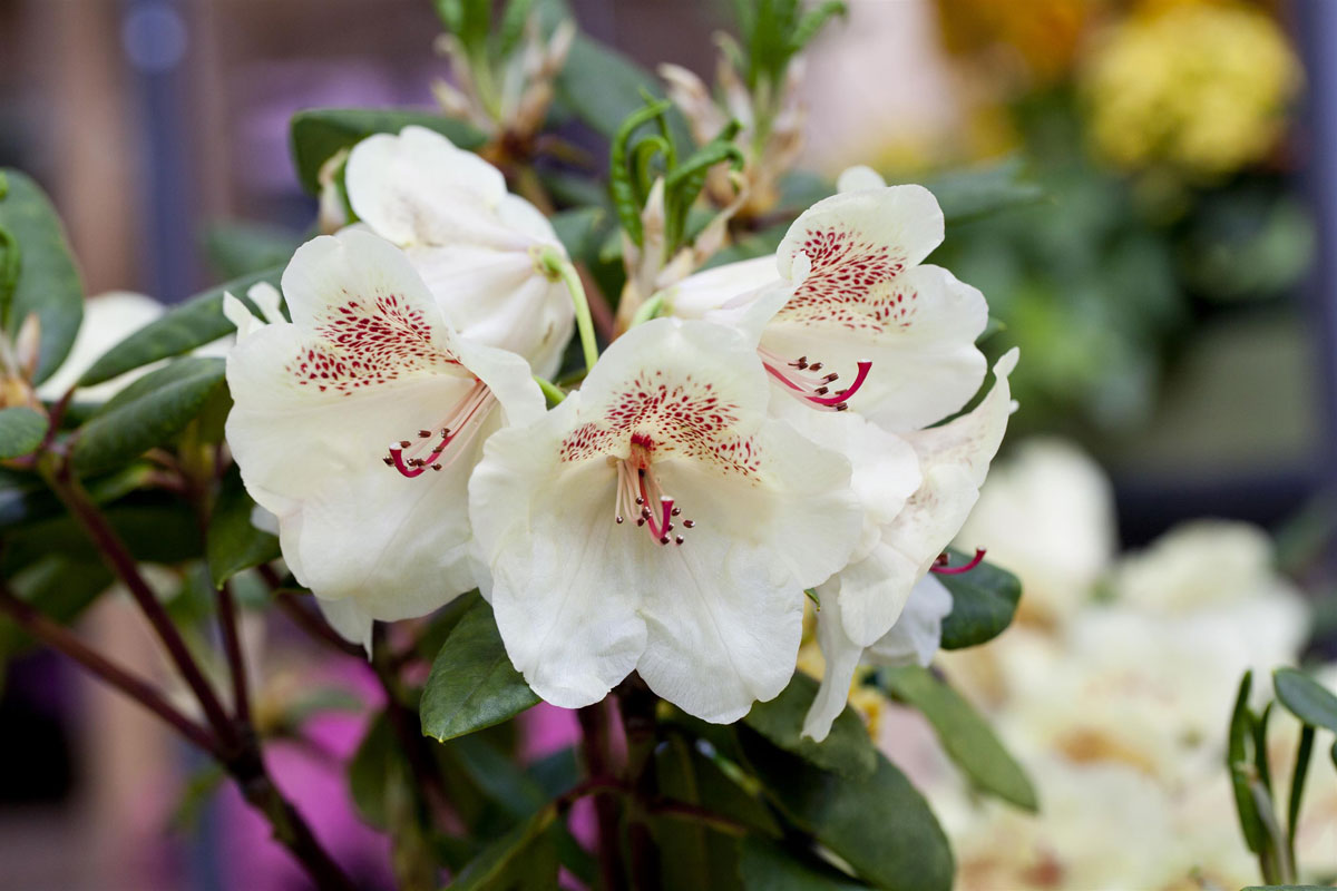 Rhododendron Viscy kaufen - Garten von Ehren Qualität seit ...