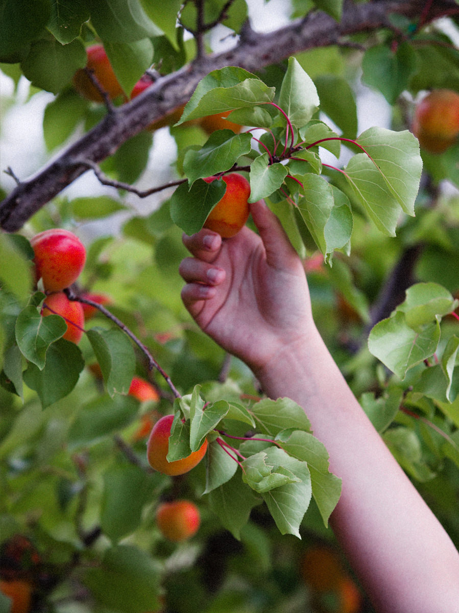 Obstbäume alle Sorten kaufen Garten von Ehren