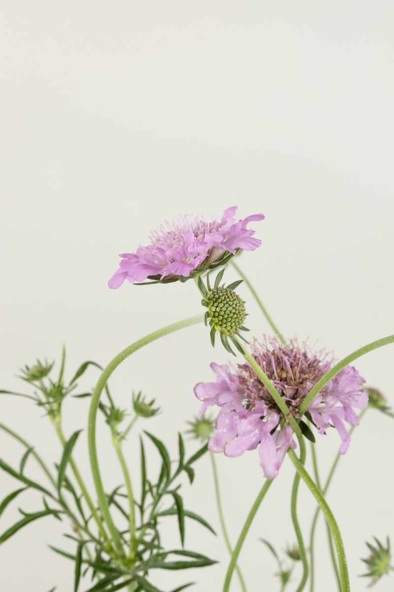 GartenTaubenSkabiose Pink Mist kaufen Garten von Ehren