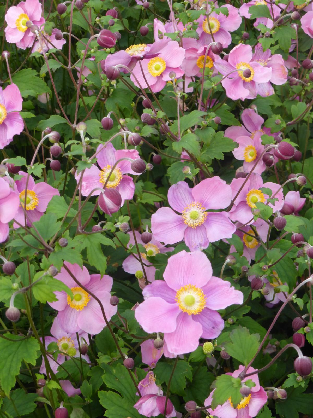 Garten Herbst Anemone kaufen - Garten von Ehren Qualität ...