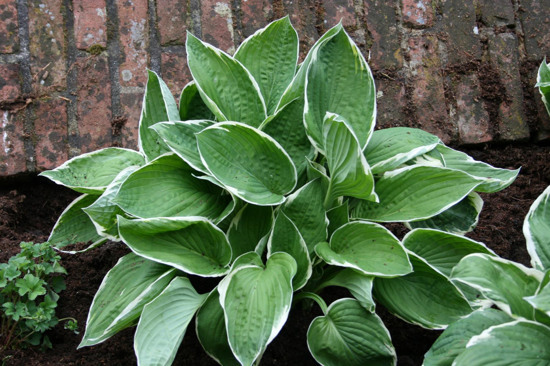 GartenFunkie Francee kaufen Garten von Ehren Qualität