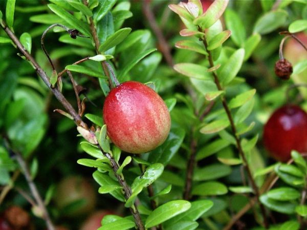 Cranberry Kaufen Garten Von Ehren Qualitat Seit 1865 Garten