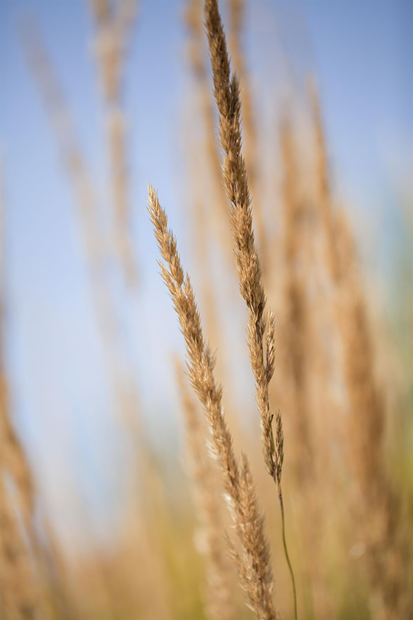 GartenReitgras Karl Förster kaufen Garten von Ehren