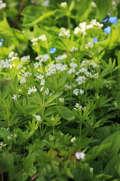 Waldmeister Kaufen Garten Von Ehren Qualitat Seit 1865 Garten