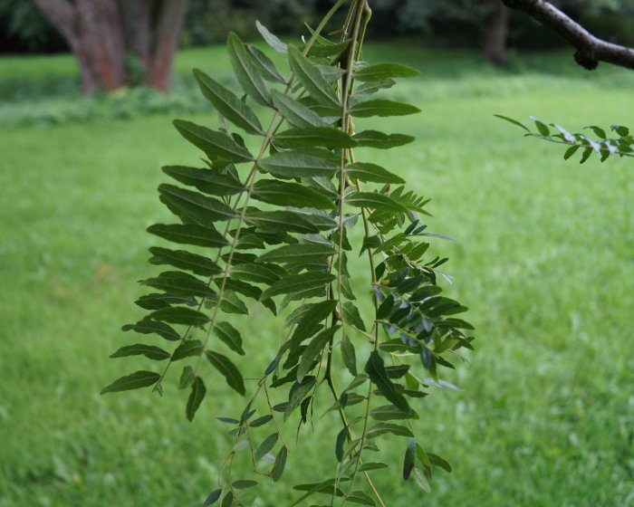 Gelber Lederhülsenbaum Sunburst kaufen Garten von Ehren