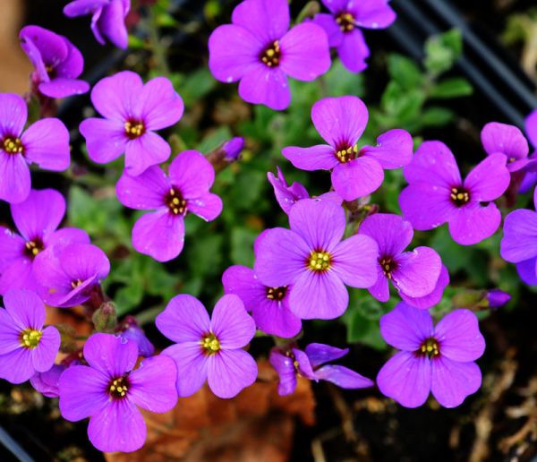 Garten Blaukissen kaufen Garten von Ehren Qualität seit