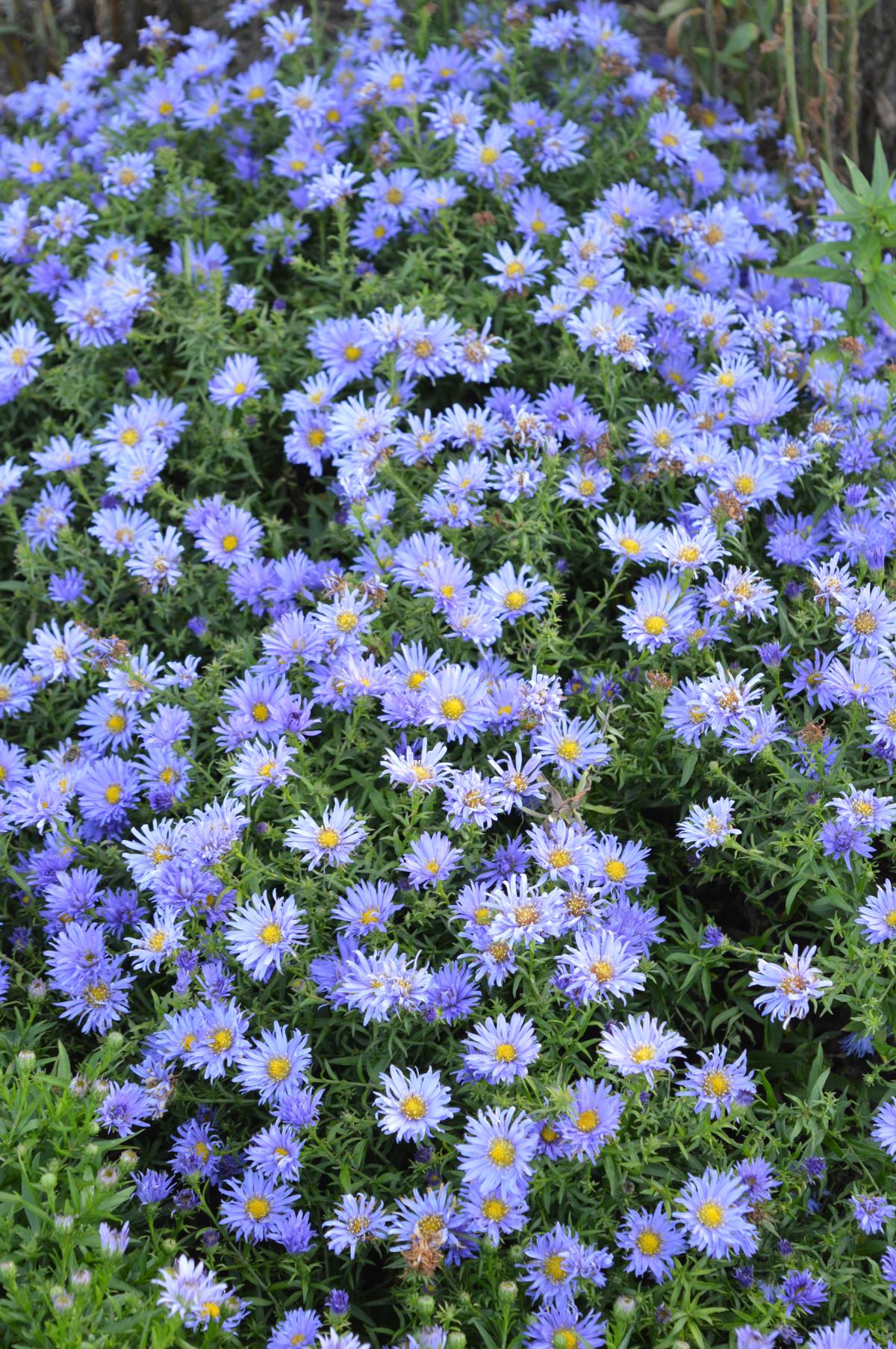 Garten Kissen Aster kaufen Garten von Ehren Qualität