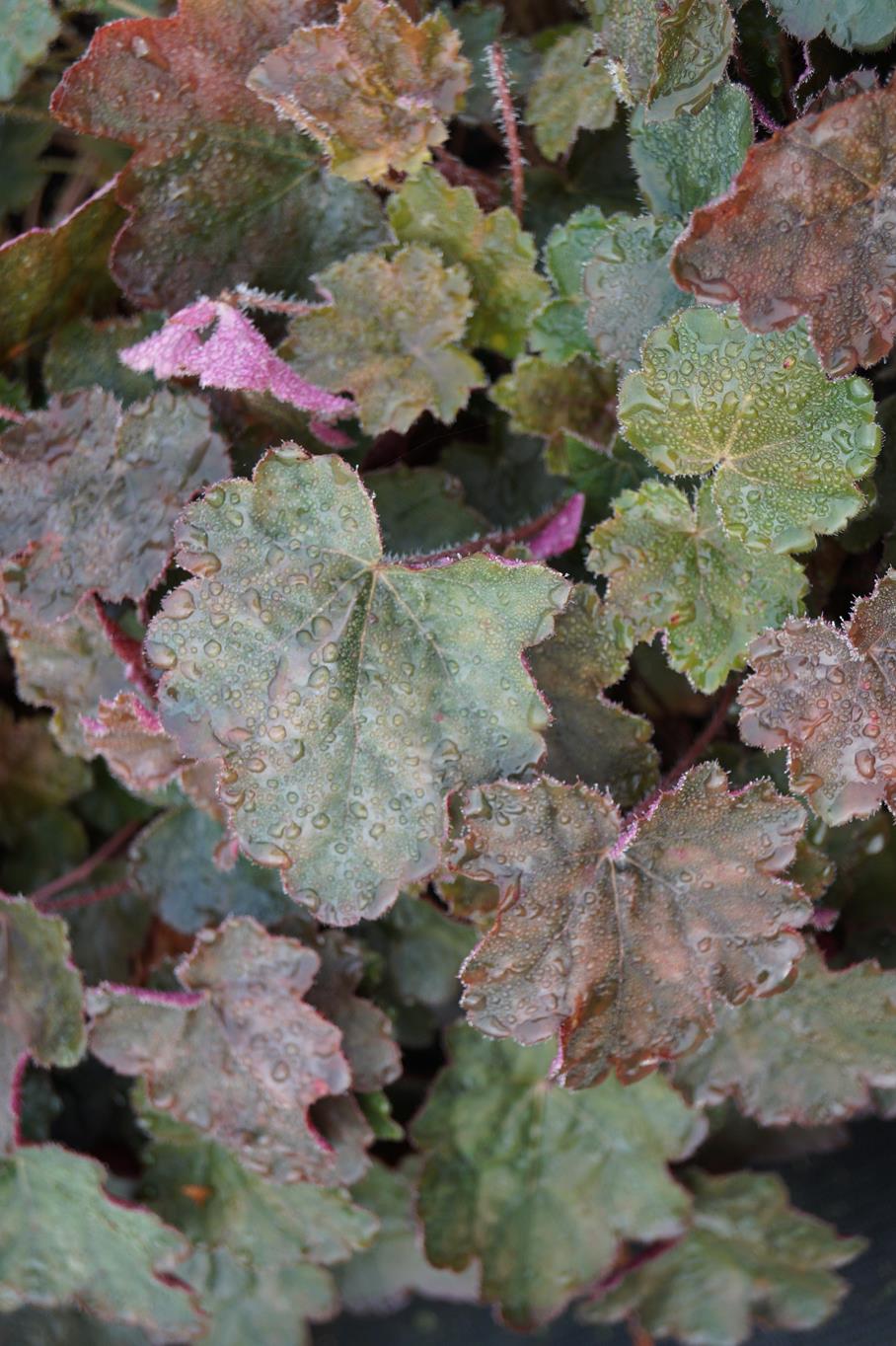 GartenSilberglöckchen Rachel kaufen Garten von Ehren