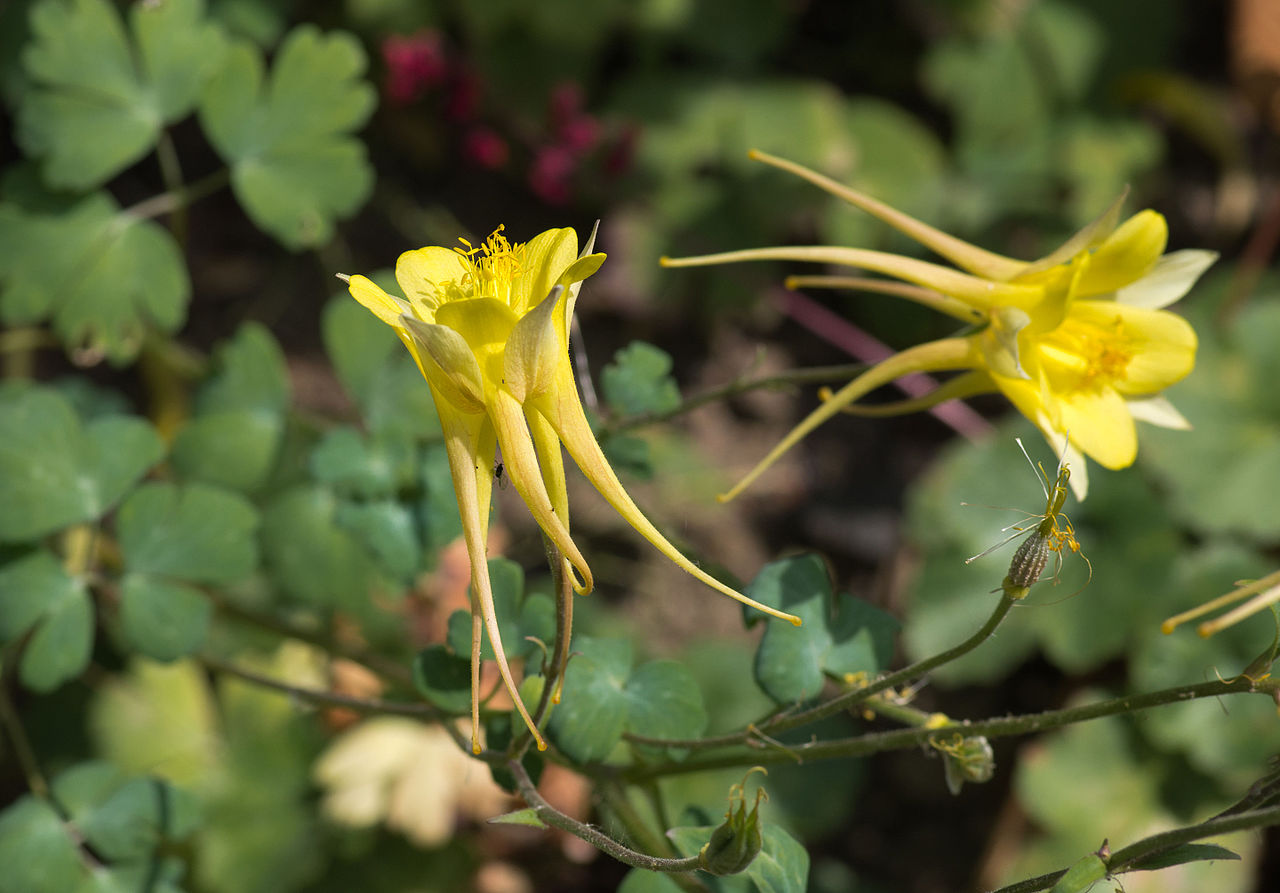 Langspornige GartenAkelei kaufen Garten von Ehren