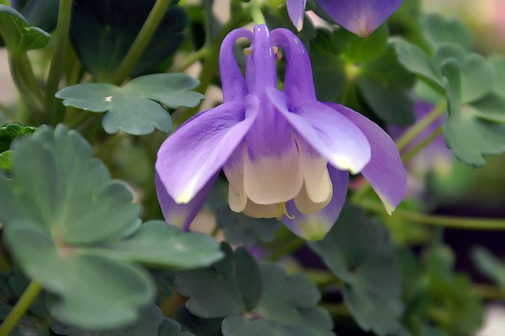 Langspornige GartenAkelei kaufen Garten von Ehren